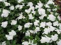 Titan Pure White Periwinkle / Catharanthus roseus 
